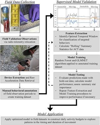Integrative Framework for Long-Term Activity Monitoring of Small and Secretive Animals: Validation With a Cryptic Pitviper